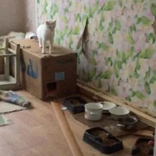 Кот затопил квартиру поляку