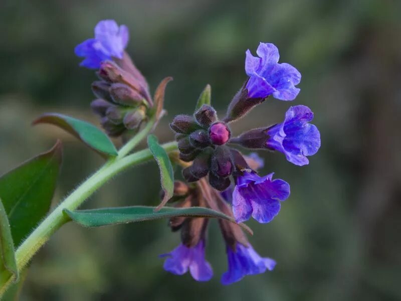 Первоцветы медуница. Pulmonaria officinalis. Медуница луговая. Медуница лечебные. Медуница цветок.