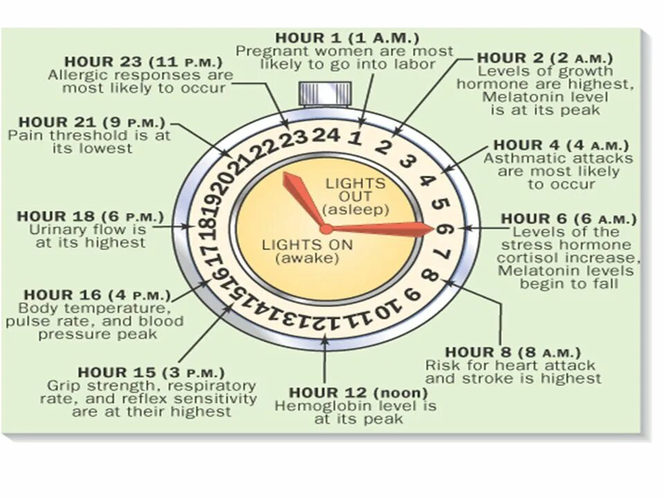 Часы био. Биологические часы. Информация о биологических часах. 24 Circadian Clock. 24-Hour Circadian Clock.