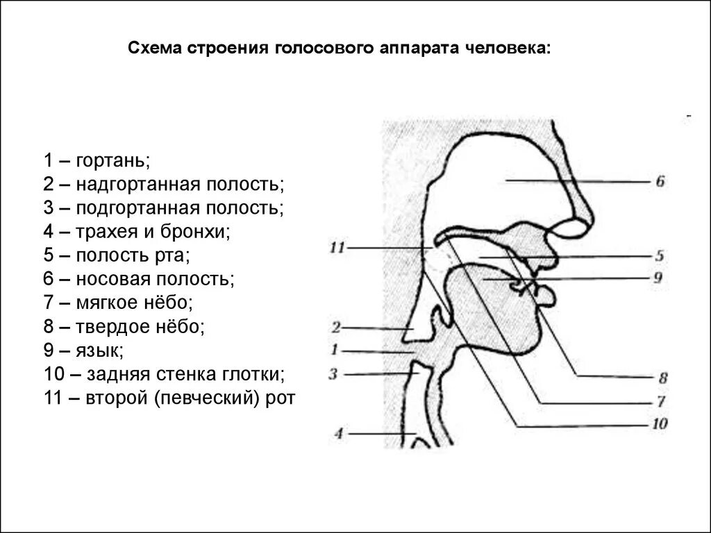 Рисунок голосового аппарата человека. Строение гортани речевой аппарат. артикуляционный отдел периферического речевого аппарата. структура строения речевого аппарата. строение голосового аппарата схема.