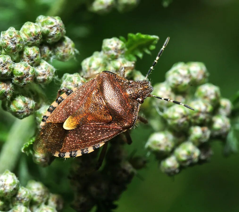 Клоп щитник ягодный какое развитие. Щитник рыженогий. Клоп ягодный Dolycoris baccarum. Dolycoris baccarum - щитник ягодный. Щитник красноногий.