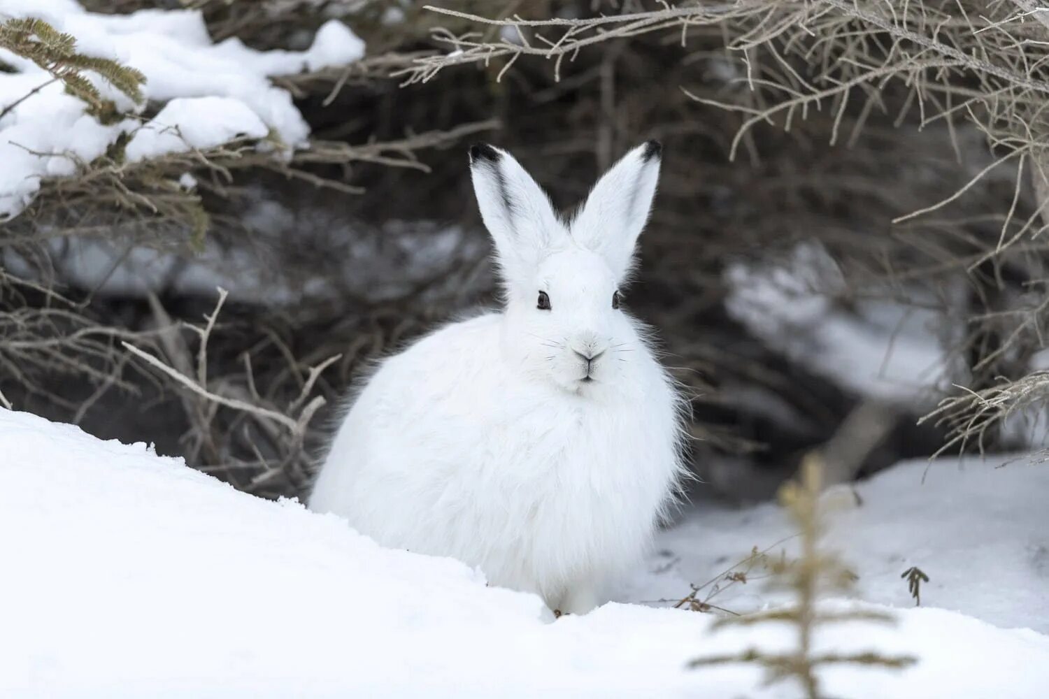 зайчик беляк. заяц беляк камчатка. заяц беляк зима лес. арктический заяц беляк. заяц беляк зимой ест.