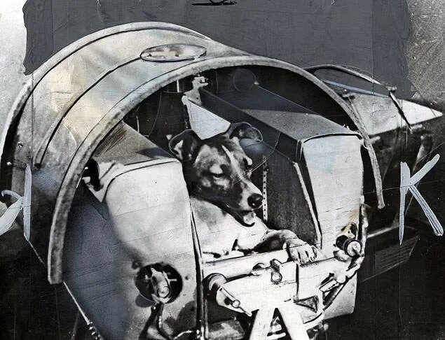 Лайка 1957. Собака лайка на спутнике 2. 1957 лайка в космосе. Собака лайка в космосе. Первая собака космонавт лайка.