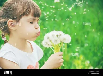 Аллергия на одуванчики