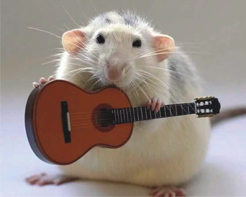 Слушай мышь. Эллен Ван Дилен. Крысы с музыкальными инструментами. Хомяк с гитарой. Крыса с гитарой.