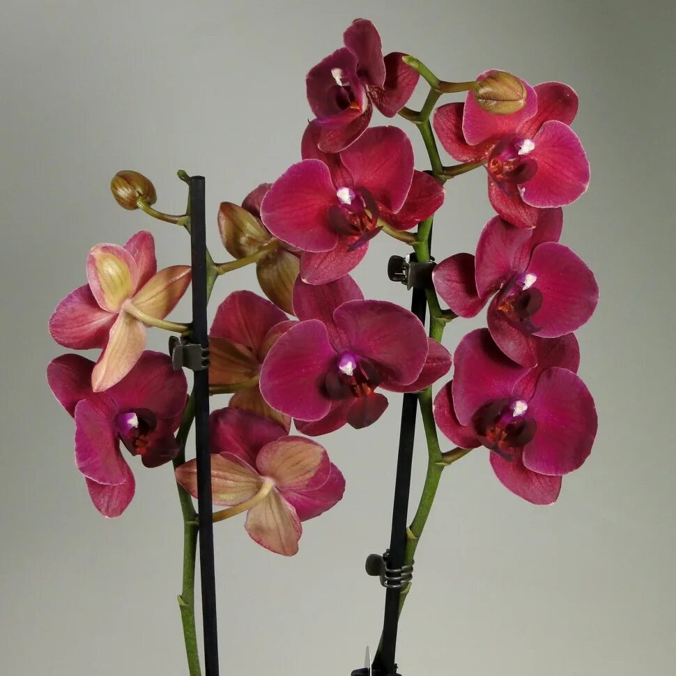 Где купить орхидею. Орхидея фаленопсис. Орхидея Phalaenopsis. Архидея фаленопсиси. Фаленопсис компилатион.