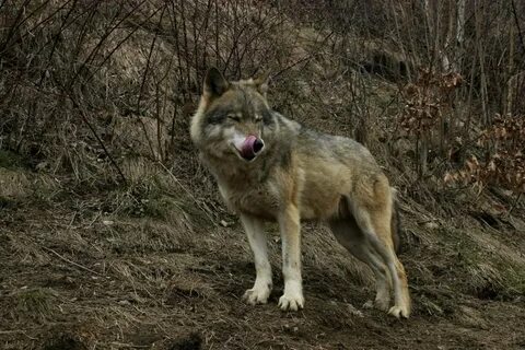 В лапы волку попасть