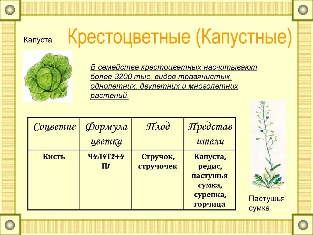 Количество крестоцветных растений. Семейство крестоцветные капустные таблица. Характеристика семейства капустные (крестоцветные). Тип плодов семейства крестоцветные (капустные). Семейство крестоцветных растений таблица.