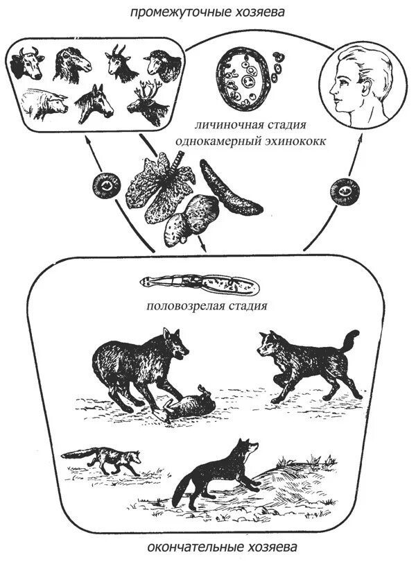 Можно ли считать человека промежуточным хозяином эхинококка. Цикл развития эхинококка. Эхинококкоз цикл развития. Биологический цикл развития эхинококка. Стадии цикла развития эхинококка.