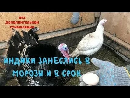 Какую температуру выдерживают индюки