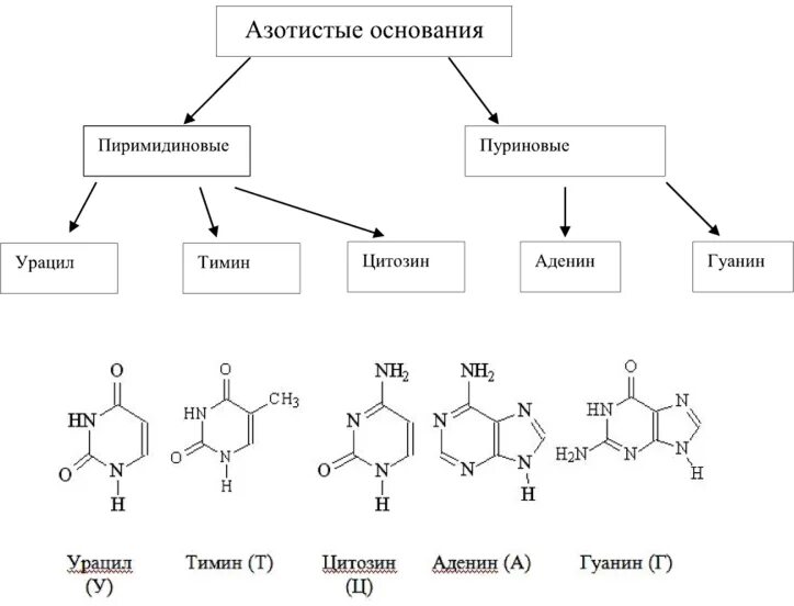 Замена аденина на тимин изменение плоидности клетки. Аденин строение азотистого основания. Аденин гуанин цитозин Тимин урацил формулы. Азотистые основания ДНК формулы. Формула азотистых оснований аденин гуанин.
