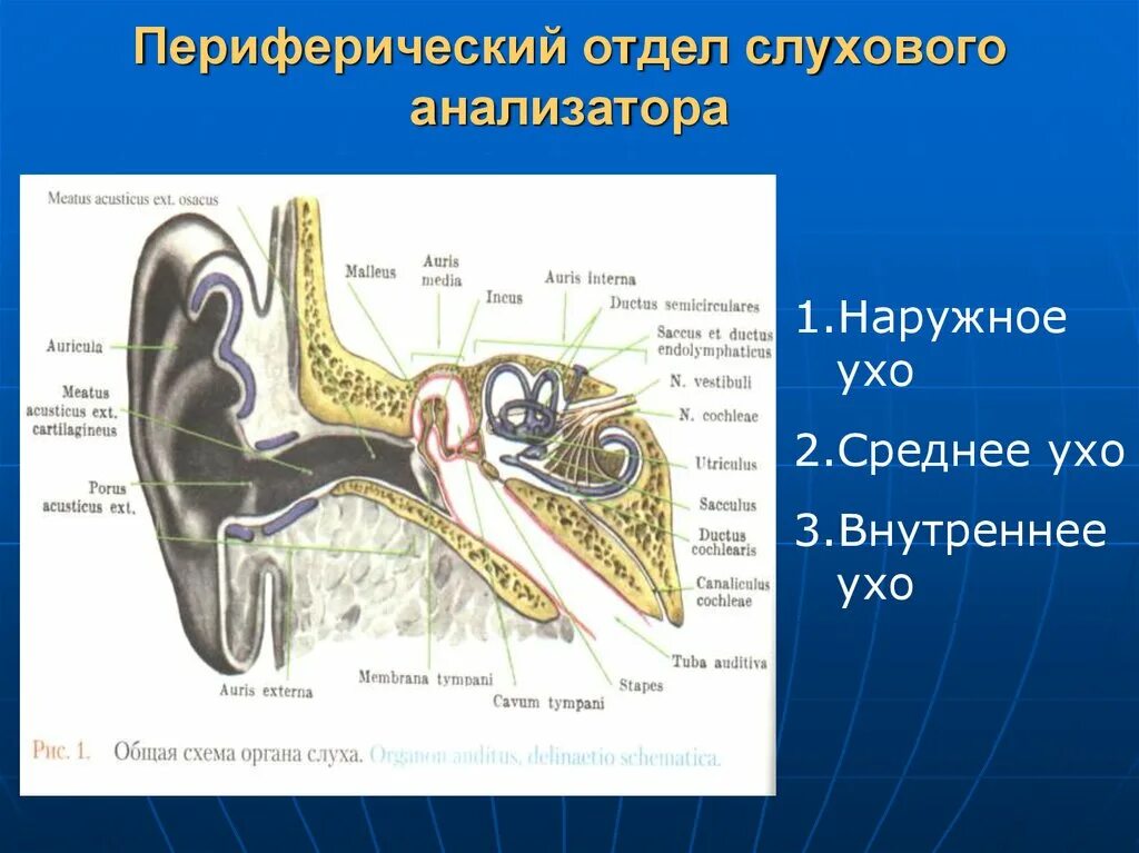 Из каких частей состоит слуховой анализатор