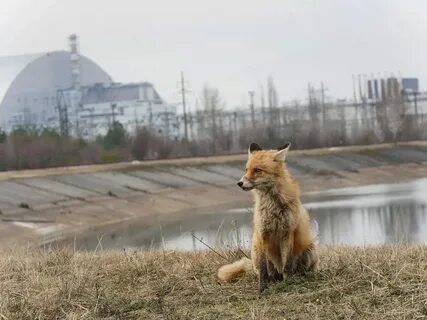 Животные припяти