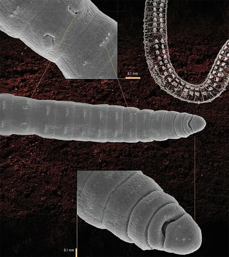 Сегментированные черви. Сегменты тела дождевого червя. Олигохета под микроскопом. Гомономная сегментация дождевого червя.