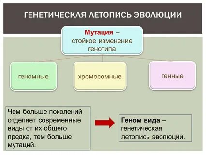 Генетическая эволюция