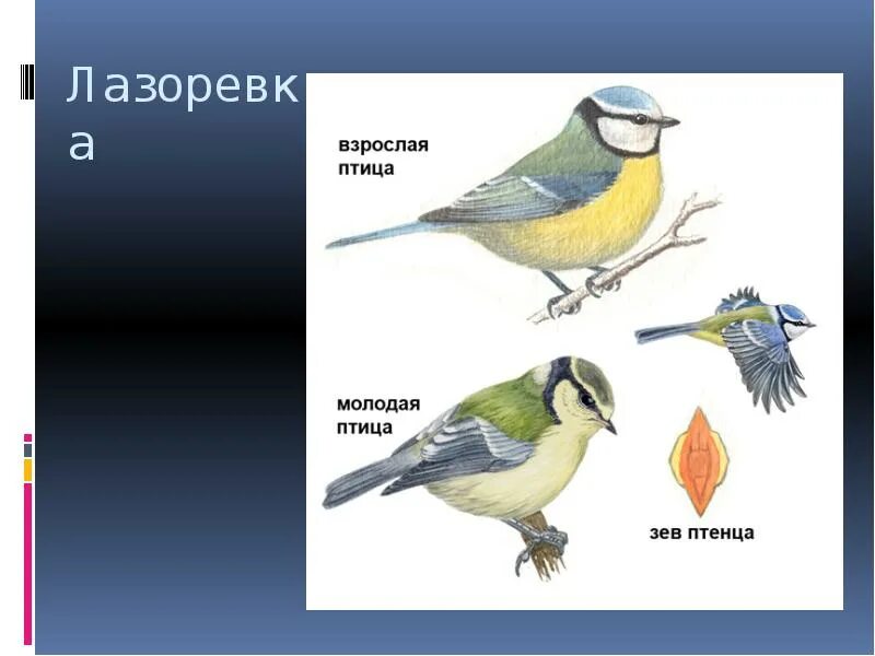 Лазоревка синица самка. Лазоревка и синица отличие. Лазоревка птица самец и самка. Лазоревка зимующая птица.