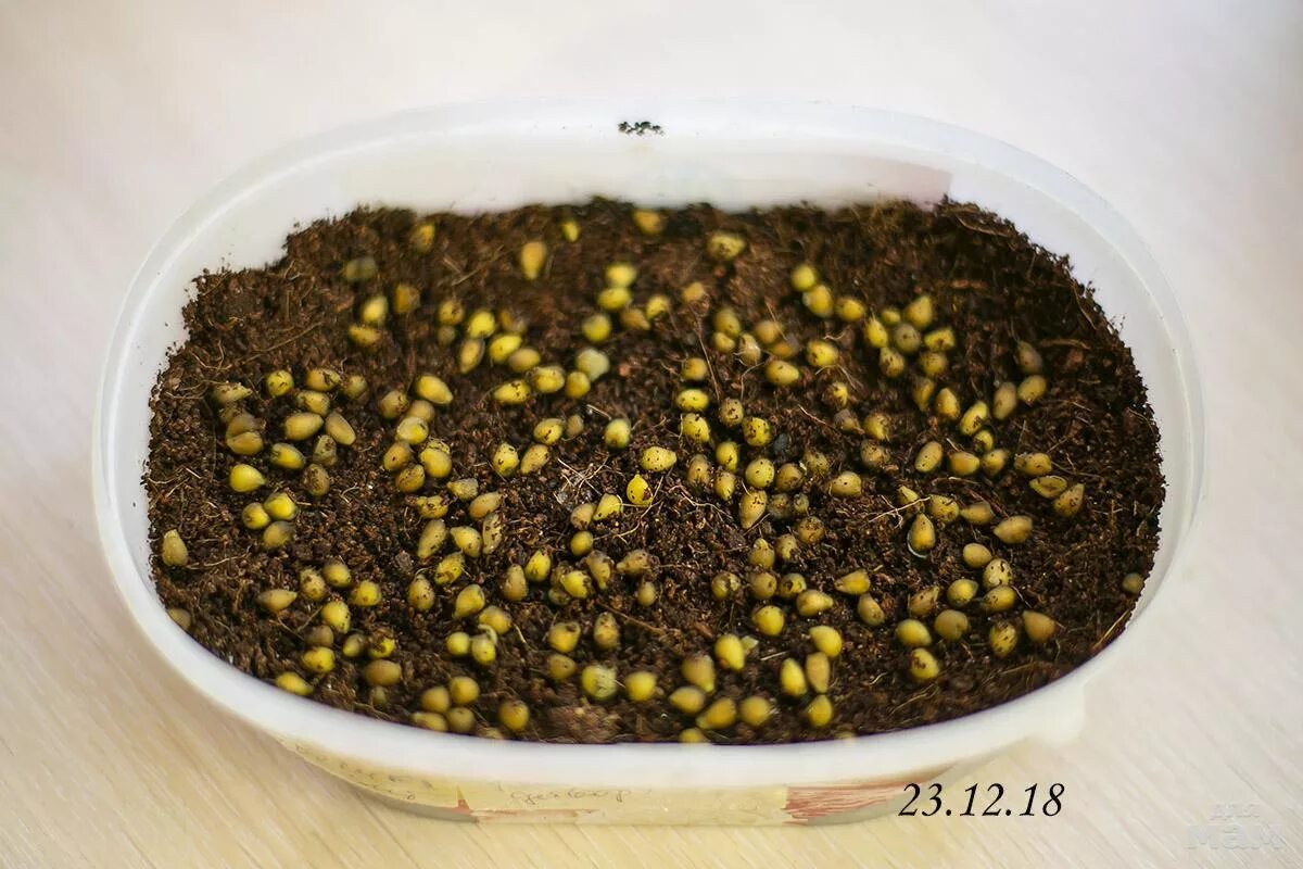 Как выглядят семена каллы Saving Kale Seeds Kale seeds, Seeds, Kale