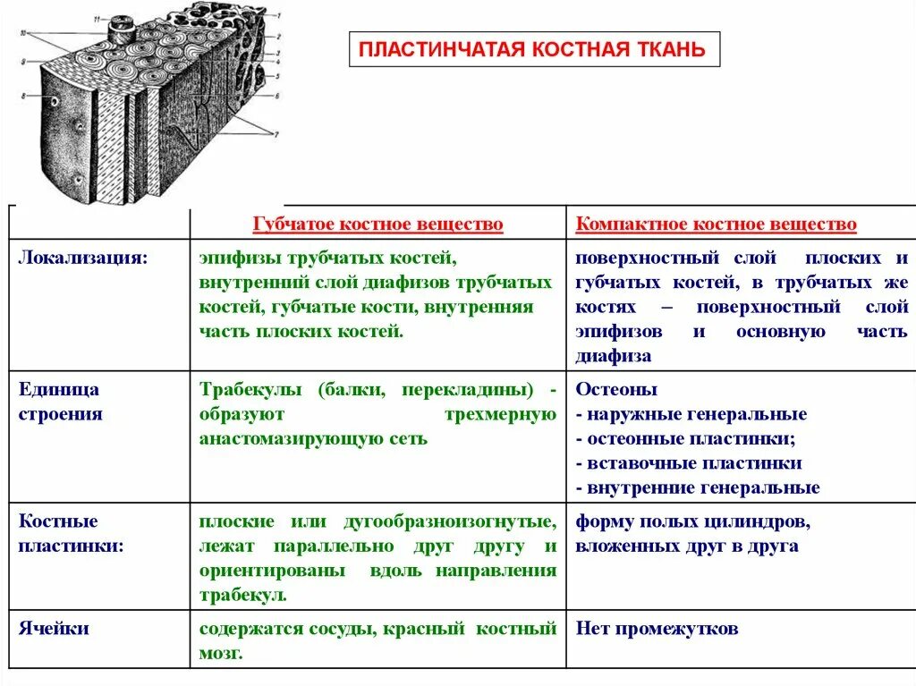 Какую функцию выполняет компактное вещество. Пластинчатая костная ткань компактное вещество диафиза. Пластинчатая костная ткань строение функции и локализация. Костная пластинчатая соединительная ткань. Пластинчатая костная ткань функции.