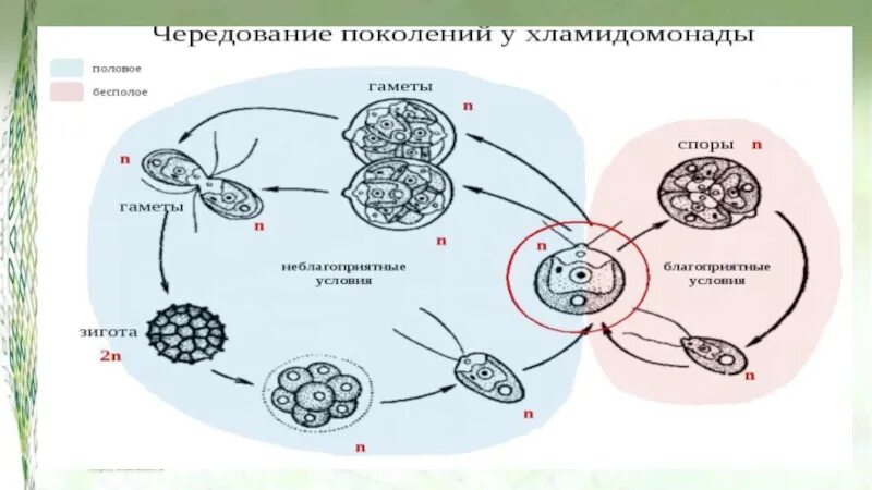 Набор хромосом у водорослей. Чередование поколений у хламидомонады. Цикл развития клетки. Жизненный цикл ламинарии с набором хромосом.