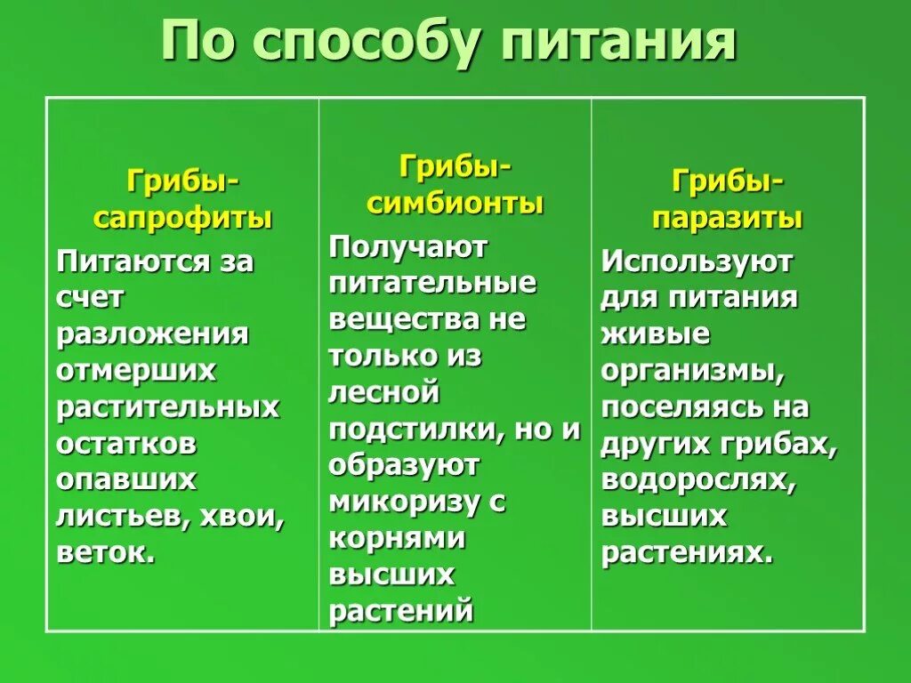 Способы питания грибов. Грибов по способу питания. Грибы способ питания. Способ питания шляпочных грибов. Группы грибов по питанию