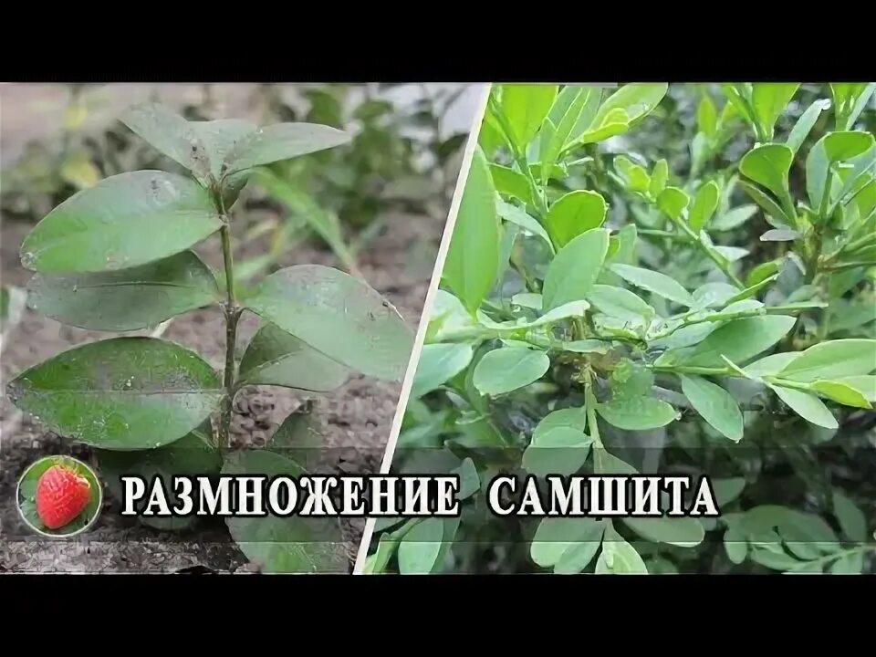 Как размножить самшит быстрый и легкий способ. Черенкование самшита. черенкование самшита весной. самшит размножение. самшит размножение черенками.