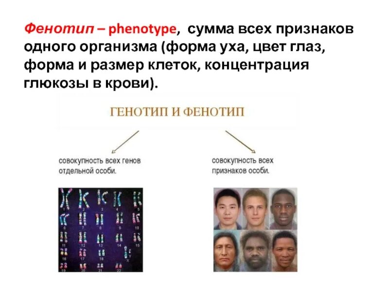 Наследственности фенотип. Фенотип человека. фенотип примеры. фенотипичные признаки. фенотип примеры проявления.