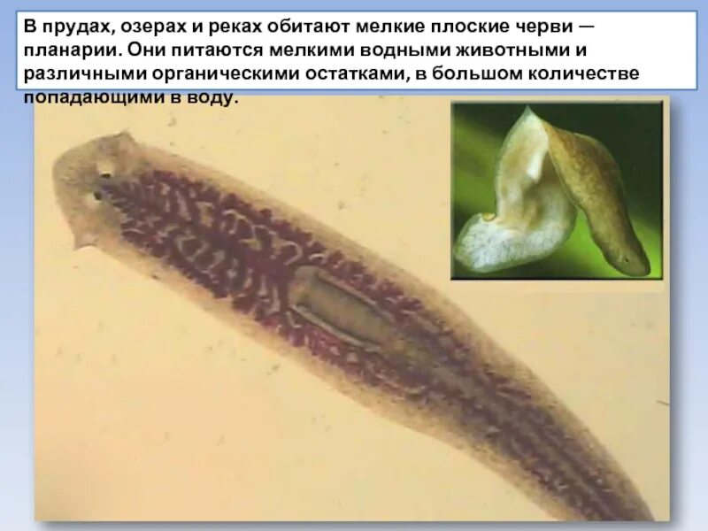 Личинки в озерах. Планария паразит. Червяк планария. Белая планария паразит. Плоский червь планария.