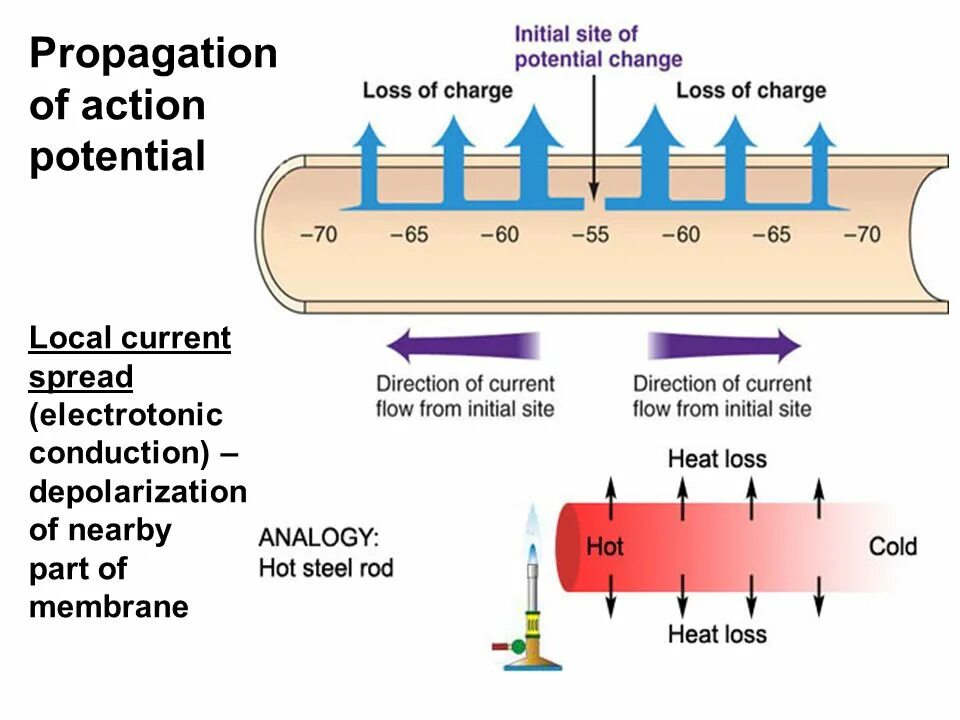 Current action перевод. Action potential scheme. propagation. gradient propagation. shaft potential на судах.