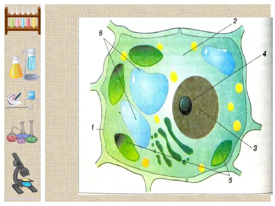 Строение растительной клетки 5 класс биология. Строение клетки 5 класс биология растительной клетки. Строение клетки 5 класс биология. Строение растительной клетки 5 класс биология рисунок. Строение клеток рисунок 5 класс