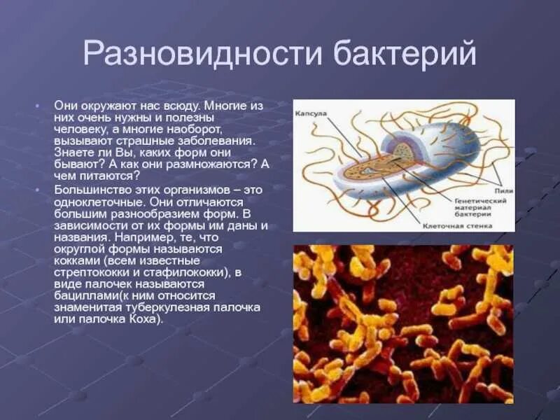 Доклад о бактериях. Бактерии презентация. Информация о микробах. Сообщение о бактериях 5. Виды бактерий 7 класс биология