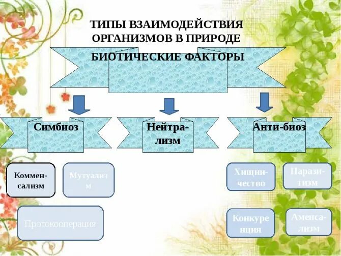 Разделите типы взаимоотношений организмов на соответствующие группы. Взаимодействие организмов. Виды взаимодействия организмов. Схема взаимоотношений организмов. Взаимоотношение организмов в природе.