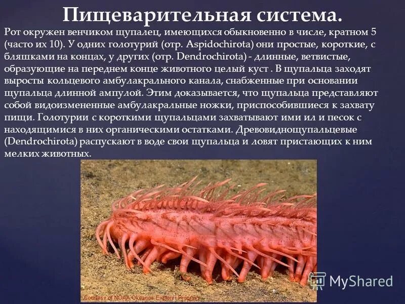 Тест по литературе 3 класс великие русские писатели школа россии. Толстой черепаха план. Тест лев николаевич толстой. Тест по литературному чтению 3 класс 2 четверть школа россии. Литературное чтение 3 класс тесты школа россии.