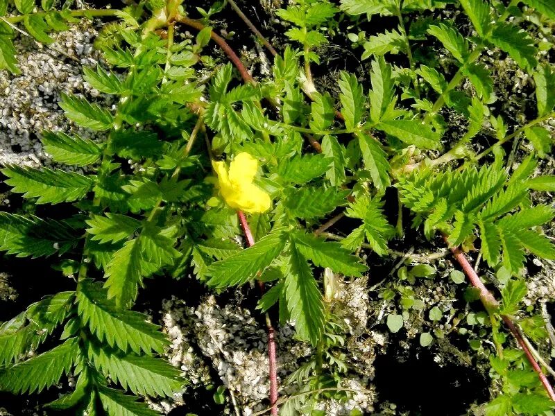 Лапчатка гусиная. Трава лапчатка гусиная. Лапчатка гусиная (Potentilla anserina). Лапчатка гусиная лапка. Лечим гусиную лапку