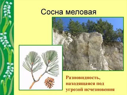 Сосны на донбассе книга
