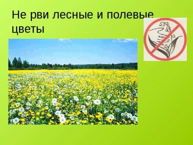 Не рвите полевые цветы. Нельзя рвать полевые цветы. Не рвите цветы в лесу. Не рвите дикорастущие цветы. Видео не рви цветы