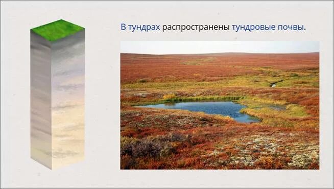 Зона тундры почвы подзолистые. Тундра почва тундрово-глеевые. тундра россии глеевые почвы. профиль почвы тундры. тундра глеевые почвы плодородие.