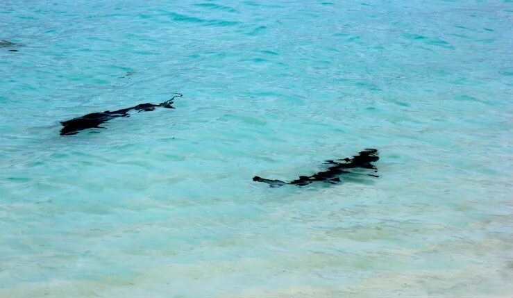 Нападение акул на Мальдивах. Мальдивы укусы акул. Рифовые акулы на Мальдивах. Акулы на мелководье Мальдивы.