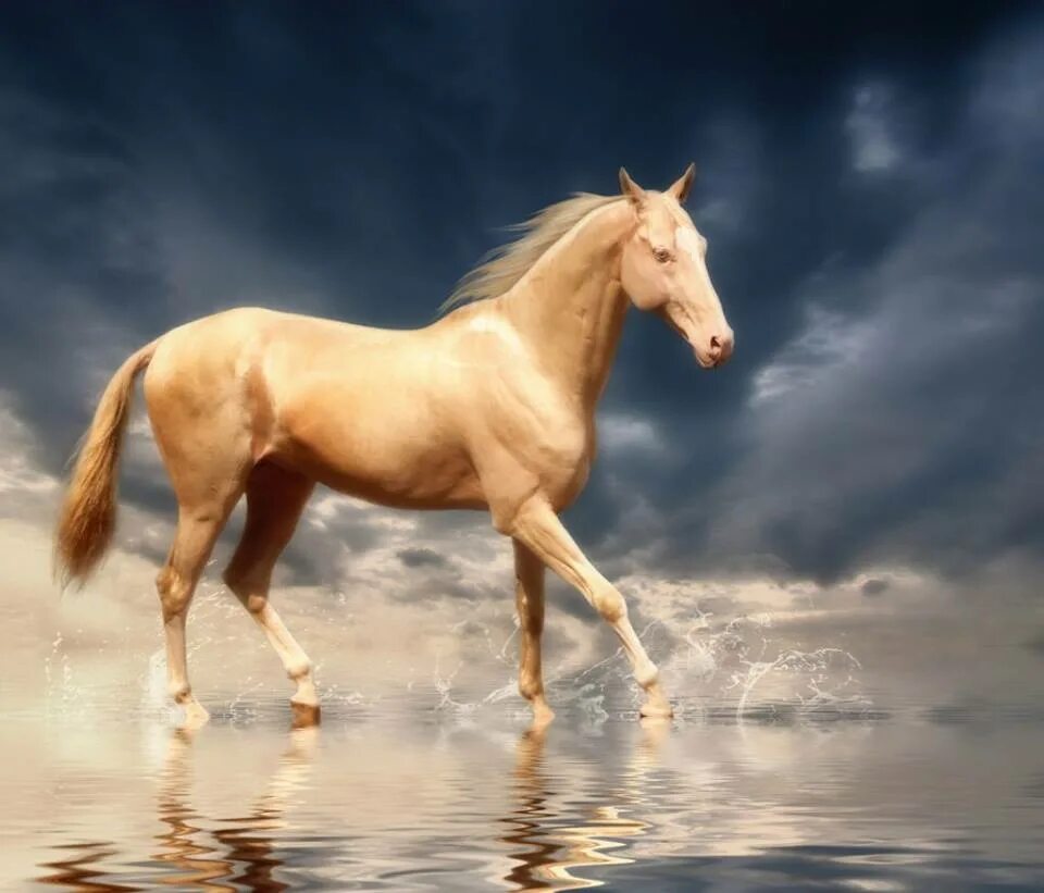 Про лошадей красивый. Ахал теке лошадь. Ахалтекинская Кремелло. Ахал-теке Оазис. Порода лошадей Ахал-теке.