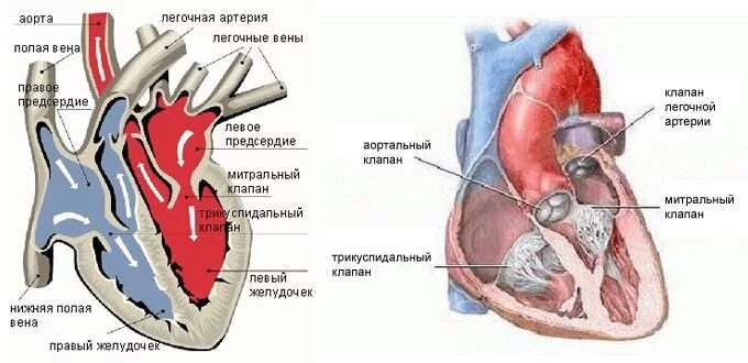 Как называется клапан. Строение сердца клапанный аппарат сердца. клапаны сердца.значение клапанного аппарата.. строение клапанного аппарата сердца. функции клапанного аппарата сердца.