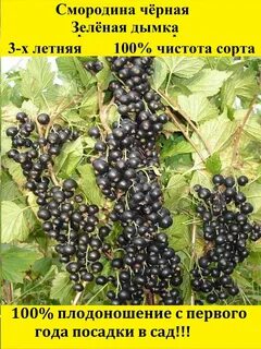 Питомник смородина