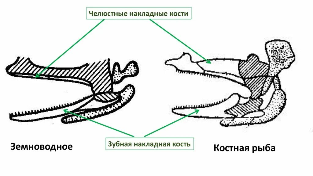 Эволюция жаберных дуг позвоночных. Эволюция челюстей у позвоночных. Эволюционные преобразования артериальных жаберных дуг позвоночных. Эволюция жаберных дуг у позвоночных животных. Появление челюстей у позвоночных