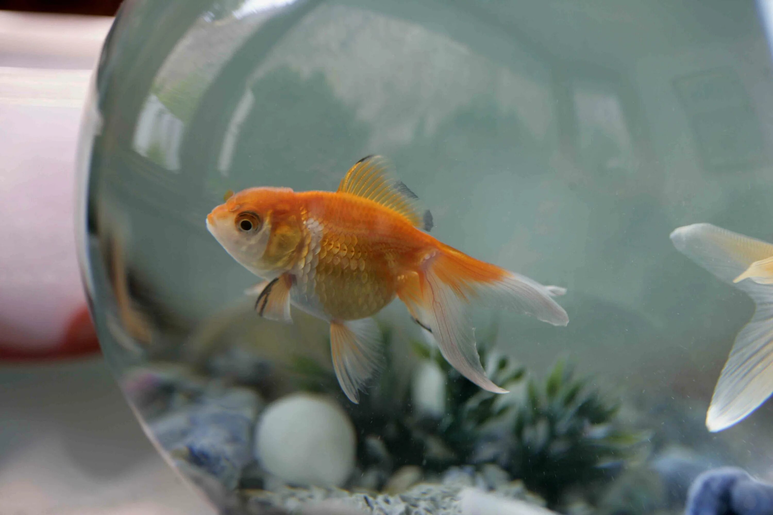 Pets fish. Золотая рыбка Оранда. Ранчу Золотая рыбка. Золотая рыбка водяные глазки. Золотая рыбка в реальной жизни.