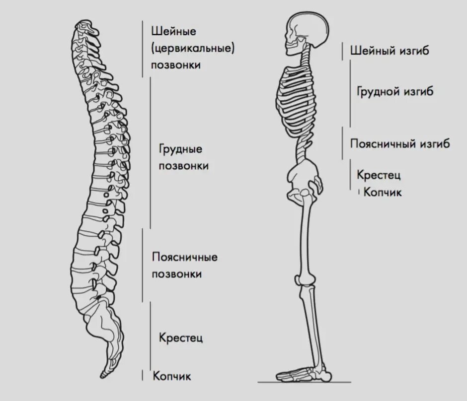 Естественные изгибы позвоночника