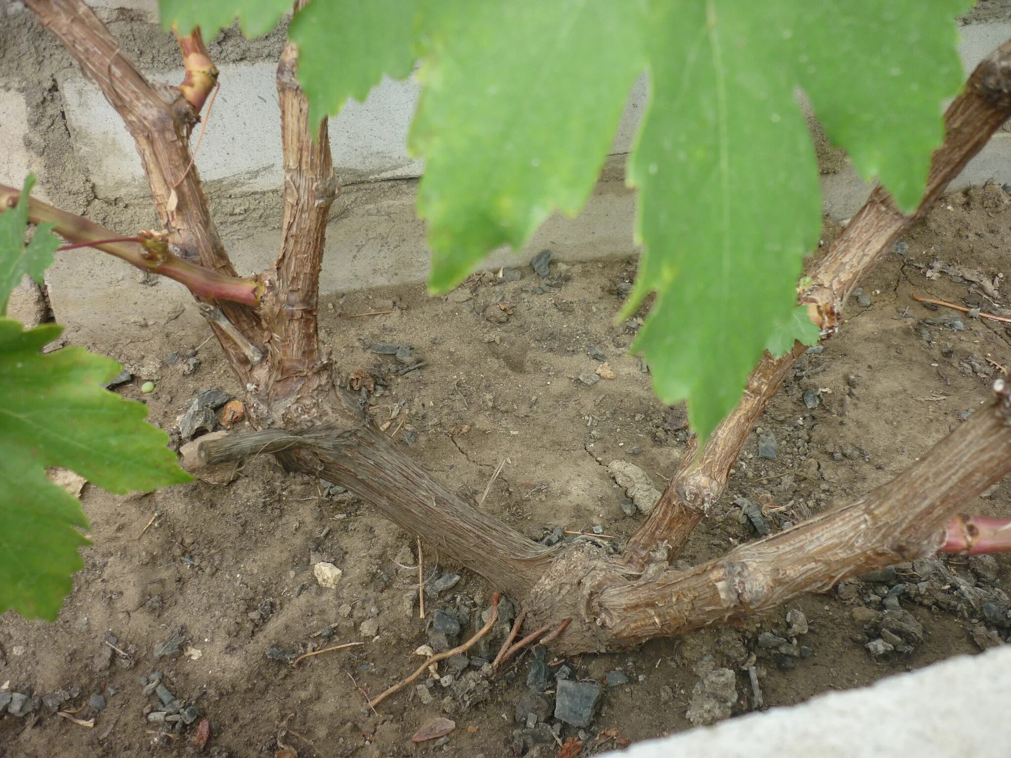 Корневая система винограда