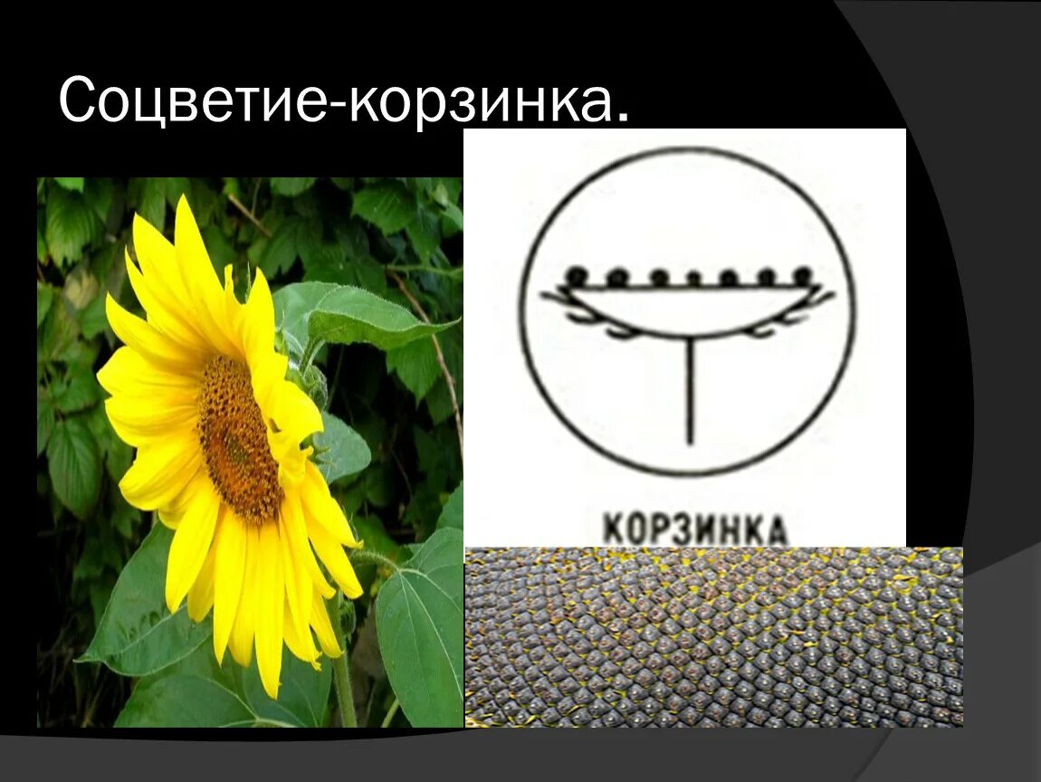 Соцветие корзинка листья простые. Схема соцветия риса. Соцветие корзинка листья простые. Соцветие кисть и головка. Тип соцветия корзинка.