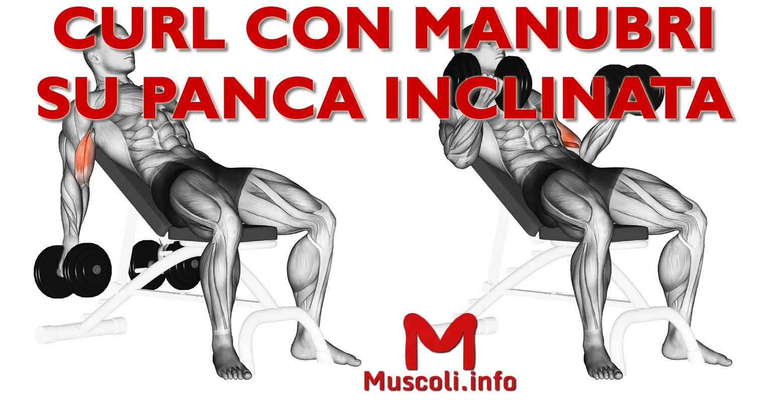 Curl download. Curl manubri.
