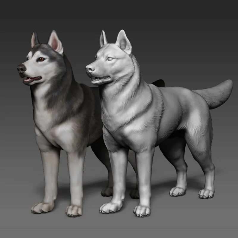 3d модель собаки в Zbrush. Хаски пёс 3д модель. Husky 3d model. Собака хаски 3д моделирование.