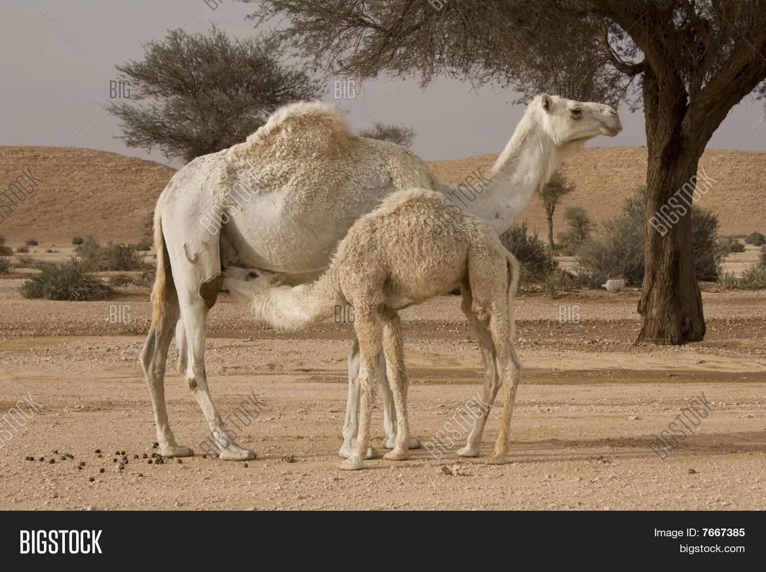 Верблюжий кумыс 3 буквы. Шубат верблюжий. Молоко верблюда.. Молочные верблюд. Верблюжий кумыс.