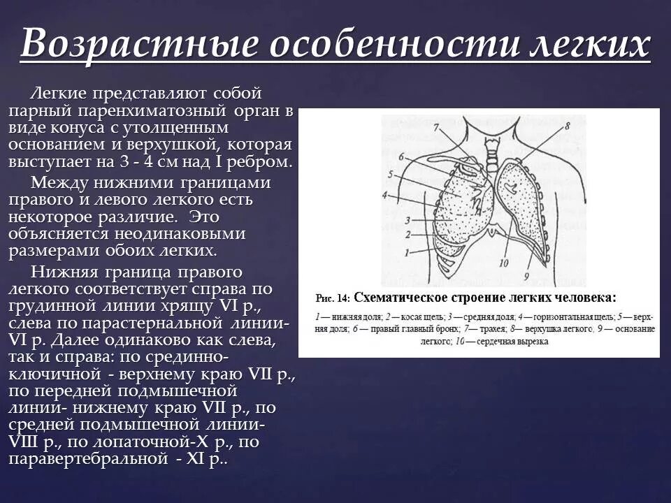 Возрастные изменения в легких. Особенности строения легких. Возрастные особенности бронх. Возрастные особенности строения лёгких. Особенность строения органов легких.