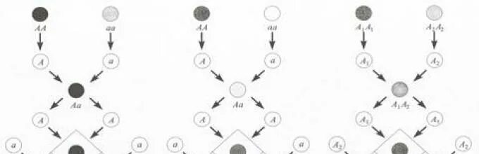 Схема кодоминирования. Схемы доминирования. Кодоминирование схема. Типы доминирования схема. Полное неполное кодоминирование